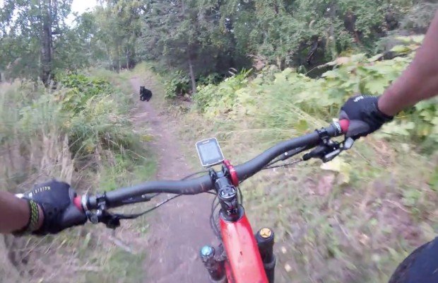 Esto es lo que sucede cuando un oso negro te espera sentado en mitad del sendero