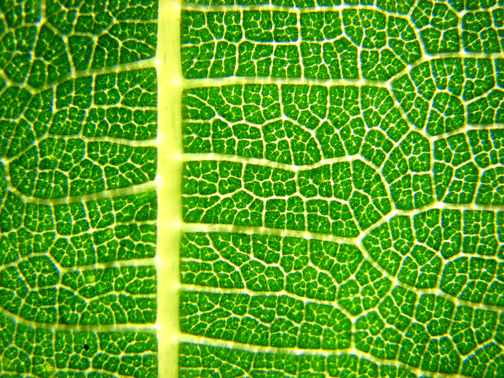 Aminoácidos ramificados ó BCAA ¿Qué son y cuándo tomar en el ciclismo?