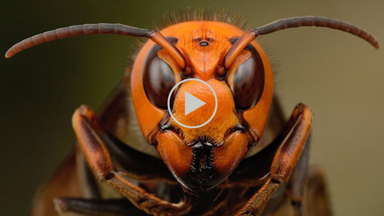 Ciclistas atacados por enjambre de abejas [Video]