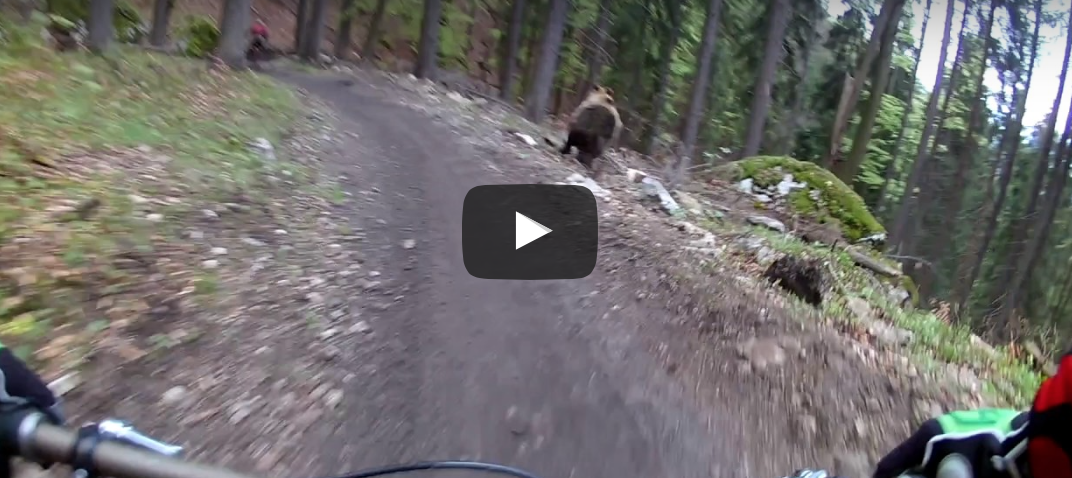 Un oso persigue a dos ciclistas en un bikepark eslovaco [VÍDEO]